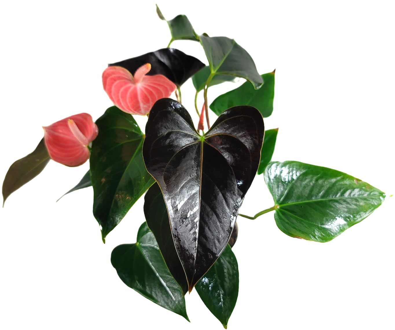 Anthurium Rainbow Champion Plant in 4" Pot - Colorful Blooms - Long-Lasting Blooms and Lush Foliage - Easy-Care Indoor Plant - CA Seller - Air Purifying Plant (Small, 4" Pot)