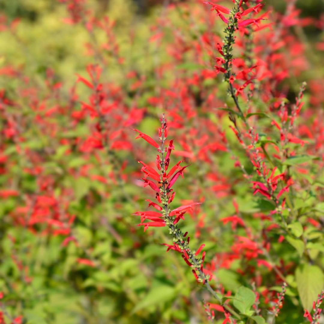 Yunaksea Pineapple Salvia Perennial Live Plant in 4 Inc Pot, Long Bloomer Red Salvia Sage Plant Live, Live Salvia Bush Shrub for Planting