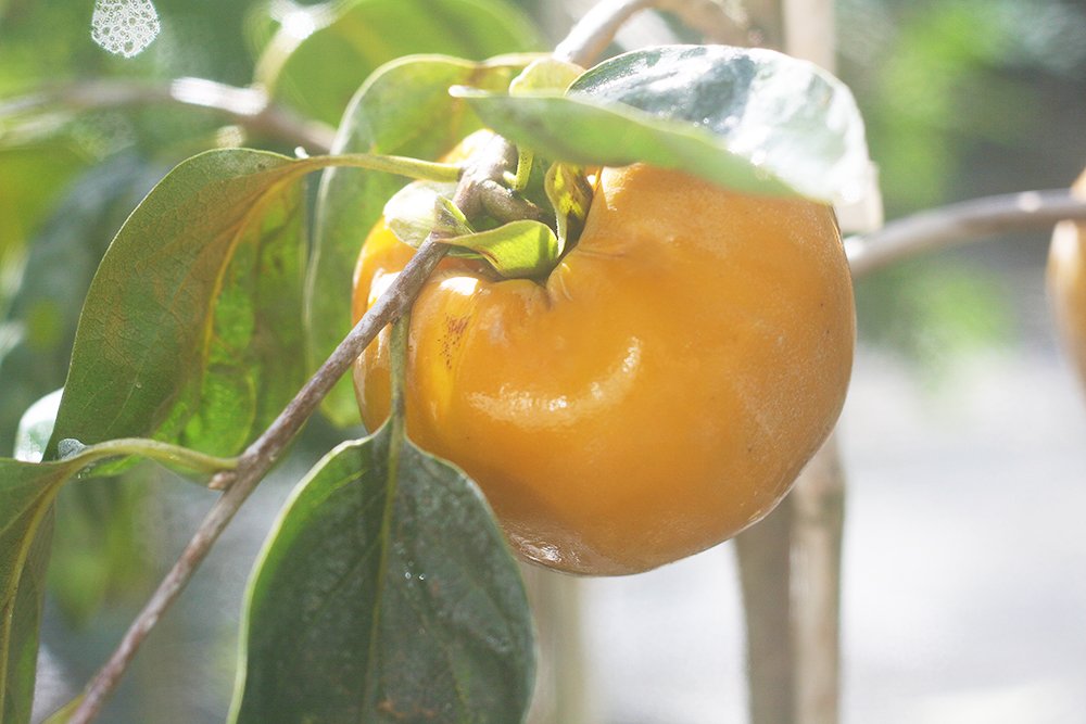 Perfect Plants Fuyu Asian Persimmon Tree Live Plant, Produces Fruit, 3-4 ft, Self-Pollinating