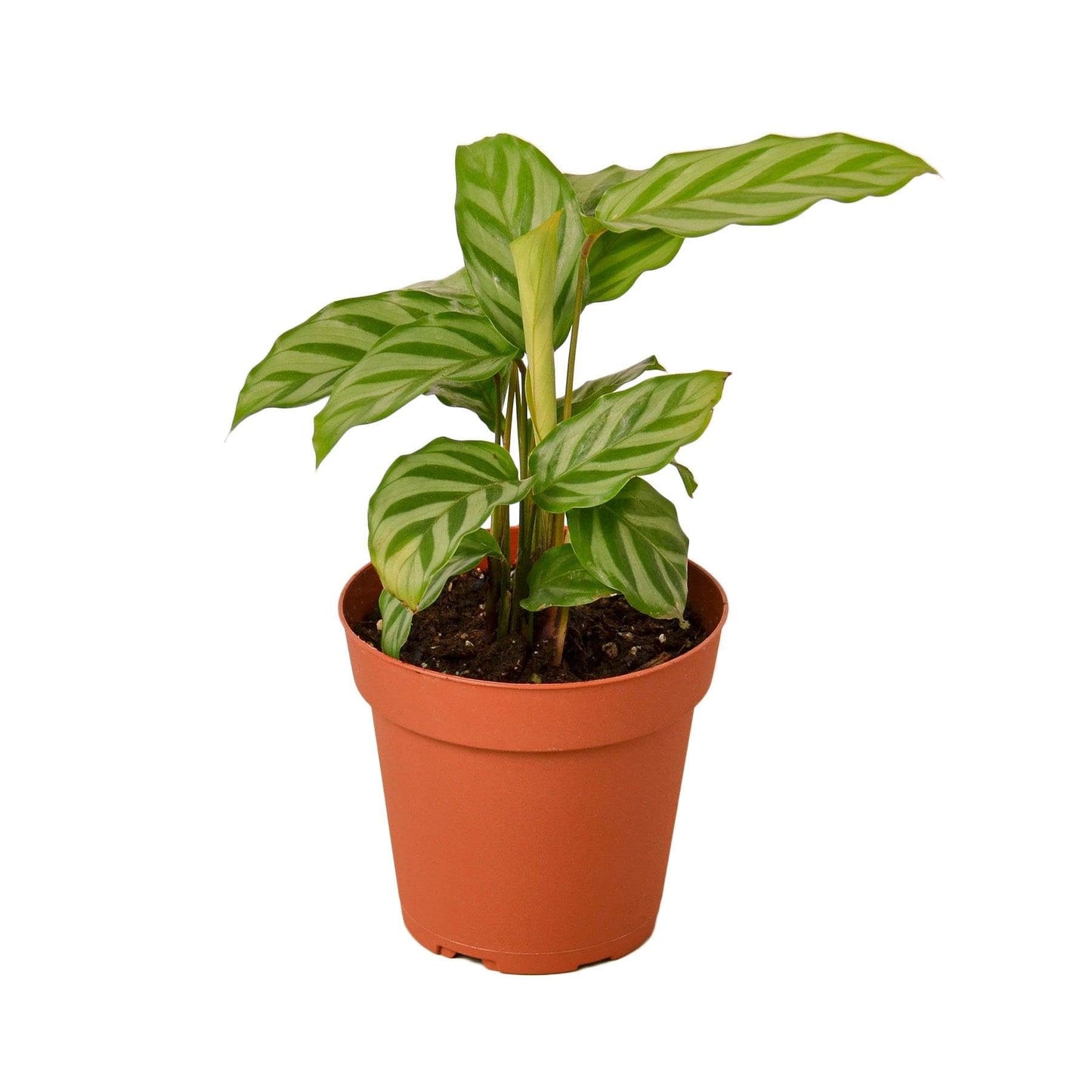 Calathea Concinna 'Freddie' | Live Plant for Indoor & Outdoor | for Living Room, Office, Bathroom | (4" Pot)
