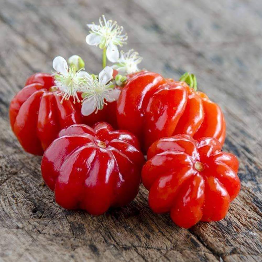 Cherry Plant Live 4-8 Inch, Edible, Sweet, High Yielding Fruit Tree, Container and Garden Planting, No Pot (Surinam Cherry)