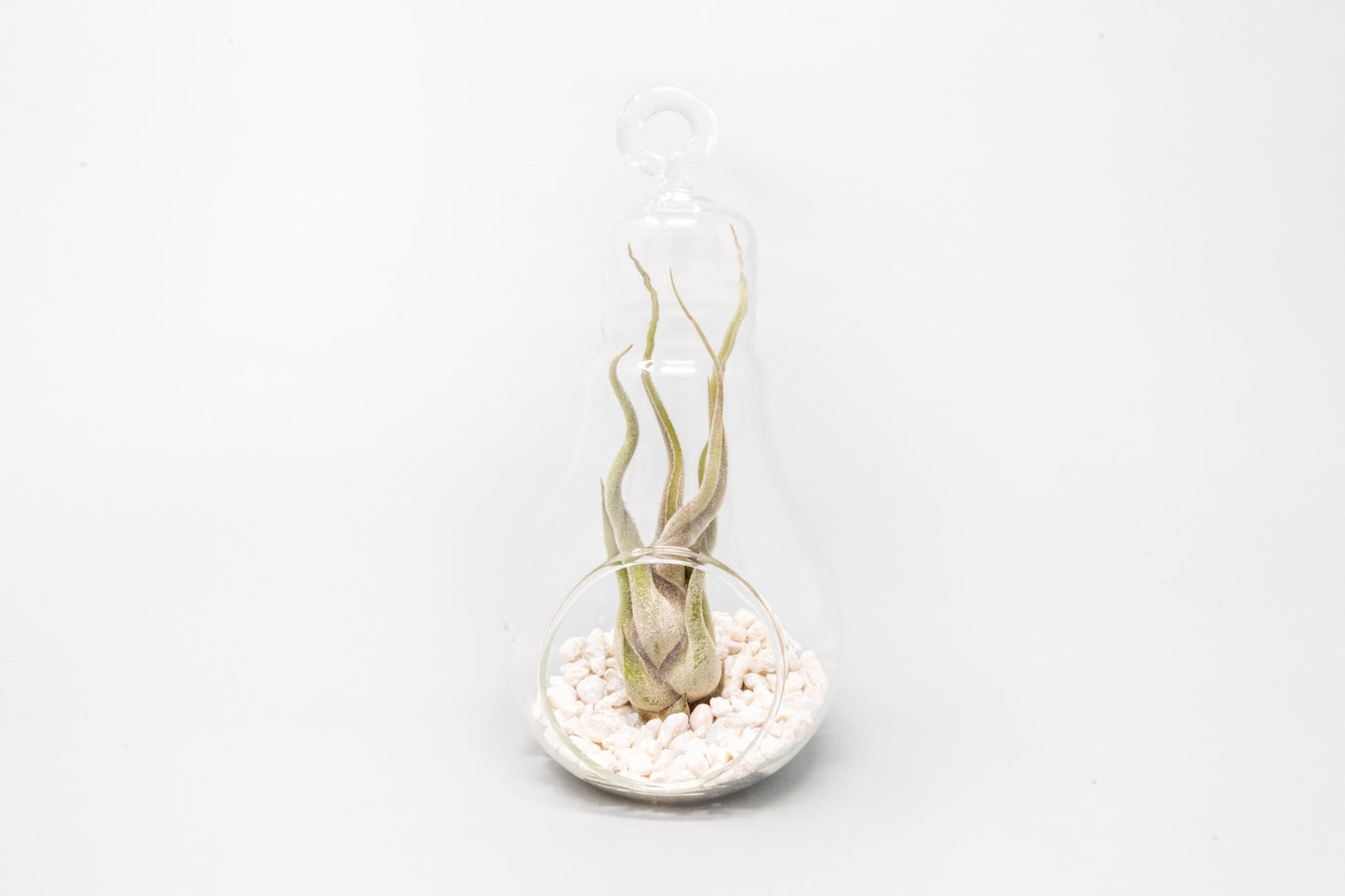 Air Plant Shop Hanging Light Bulb Terrarium with Crushed White Stones and Tillandsia Air Plant -Wholesale and Bulk- Succulents- Live Tillandsia - Easy Care Indoor and Outdoor House Plants (Pack of 1)