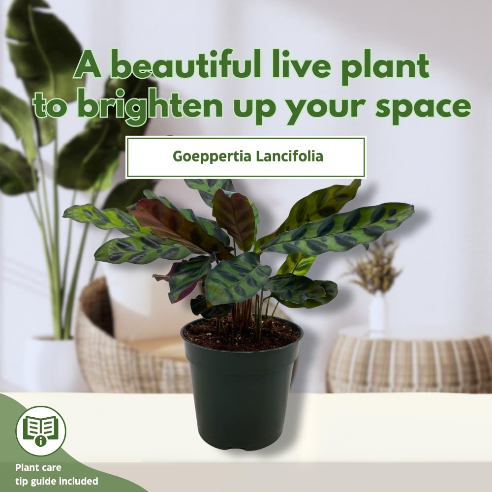 Calathea Lancifolia, Rattlesnake, Prayer Plant, Rattle Snake, 4 inch Pot