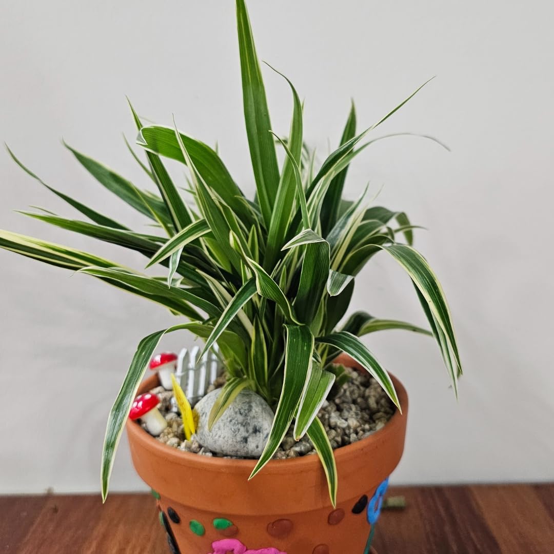 Curly Spider Plant Live, Variegated Houseplant in 4 Inch Pot, Ready to Grow Indoors or Outdoors