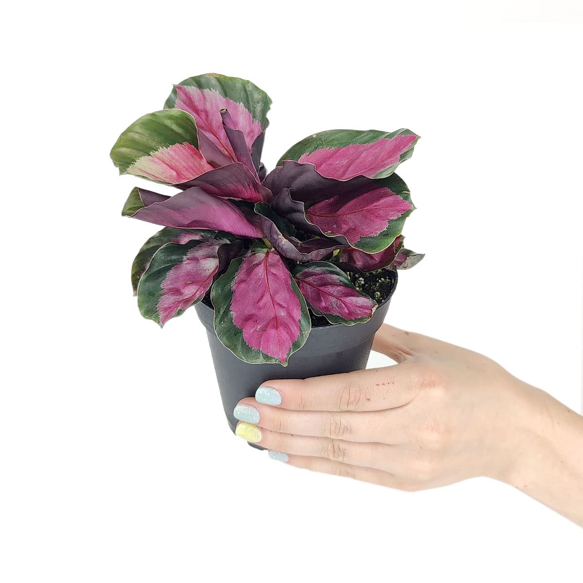 Calathea Rosy - Calathea Roseopicta (4" + Plastic Pot) - Pink Prayer Plant - Tropical Houseplants for Home Decoration
