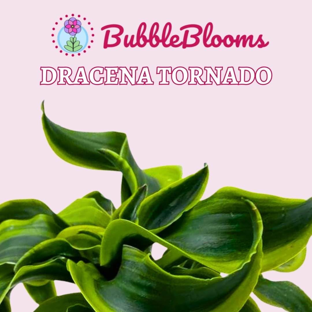 BubbleBlooms Dracaena Tornado 4 inch, Twisted Fragrans Rare Indoor Plant