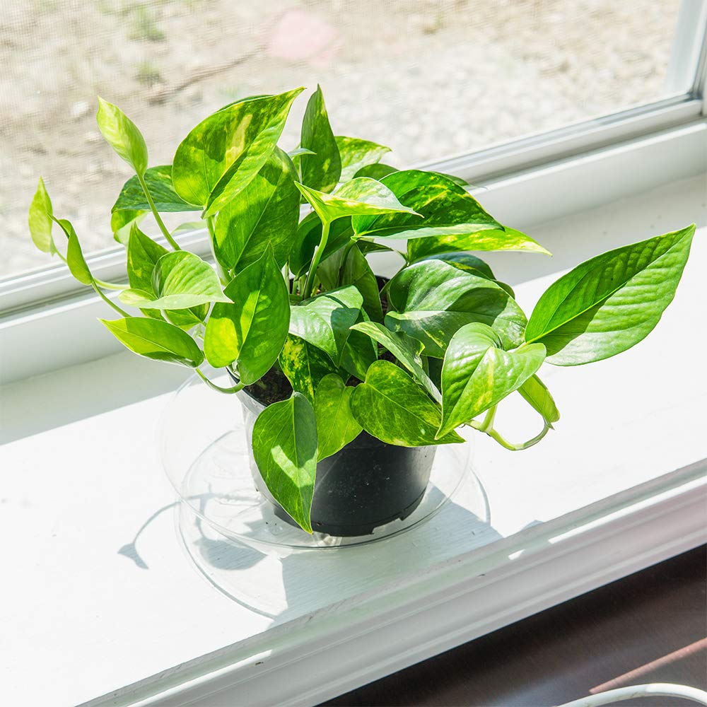Perfect Plants Golden Pothos in 6 in. Grower's Pot | Epipremnum aureum Devil's Ivy | Easy Care Houseplant | Perfect for Low to Moderate Light Conditions | Air Purifying