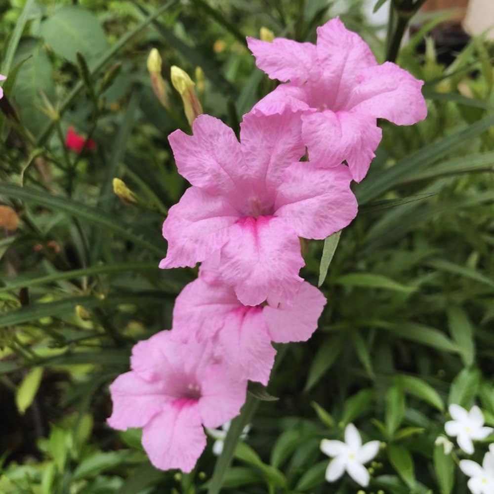 Set 3 of Mix Mexican Petunia Live Plants, Petunia Flower Plants Live Shrub Plant