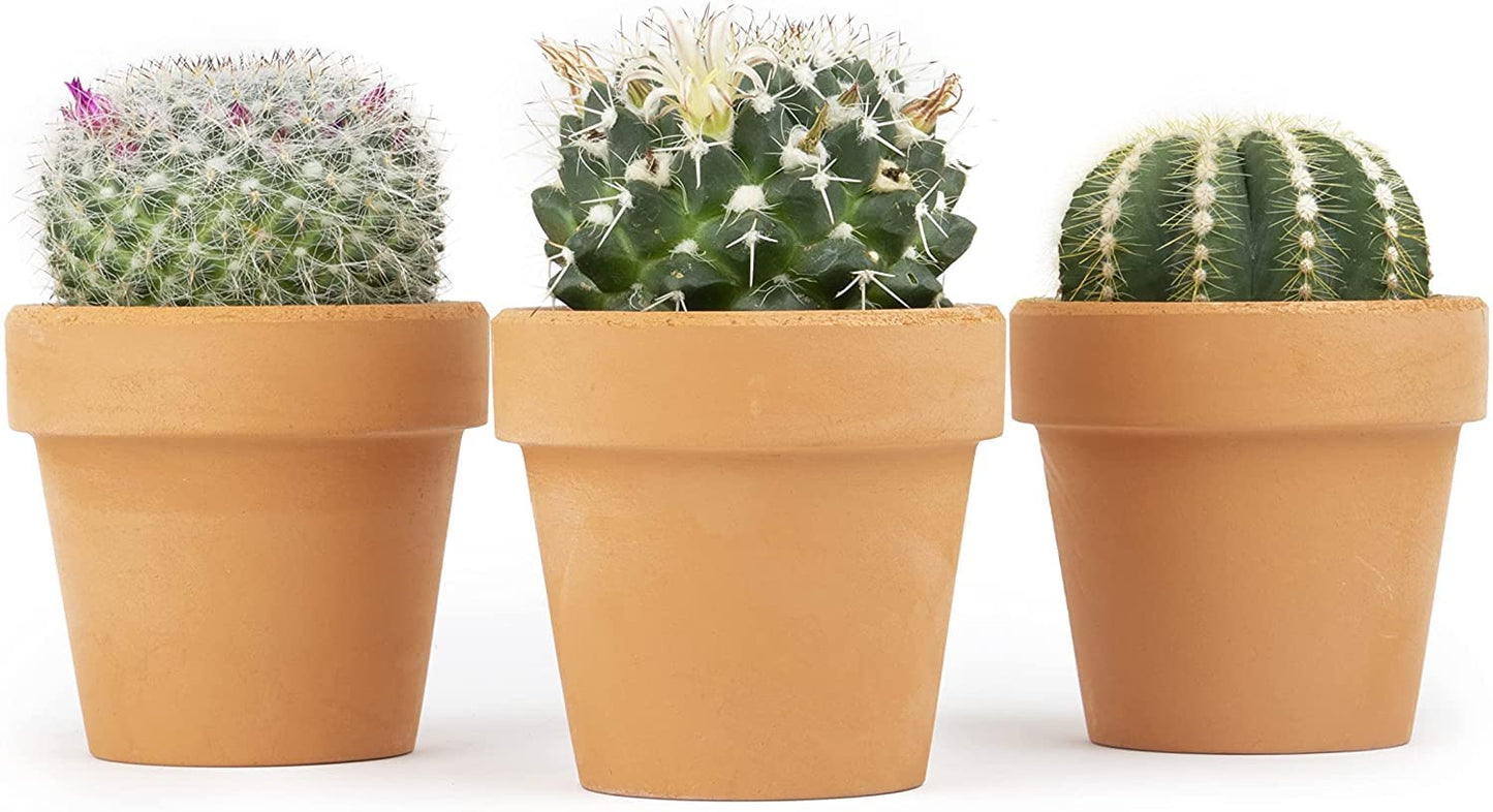 Cactus Plants Live in Clay Pots for Plants (3 PK), Live Cactus in Cactus Soil Potting Mix, Mini Cactus Succulents Plants Live Cacti, Cactus Live Succulents in Succulent Cactus Pot by Plants for Pets