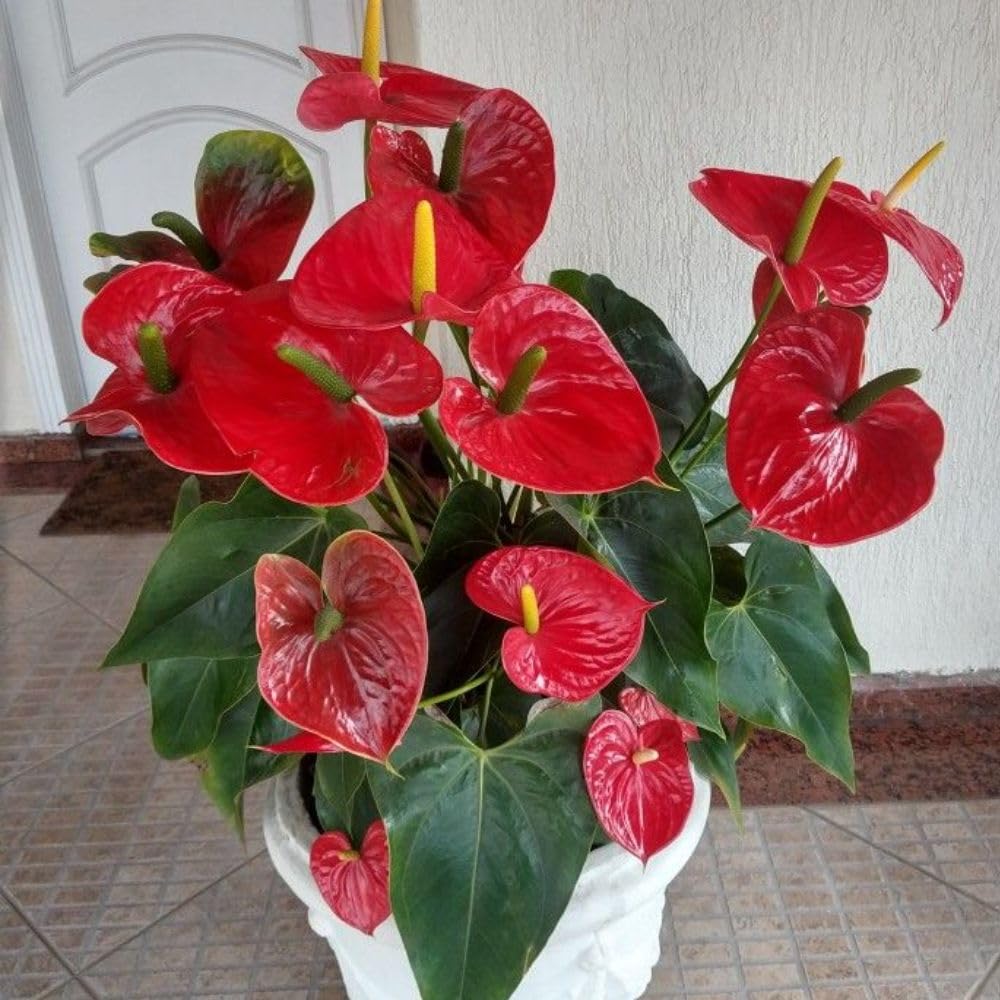 Red Anthurium Live Plant, 6 Inch Pot, Ornamental Anthurium Plant, Indoor Flowering Houseplant for Home Decor and Office