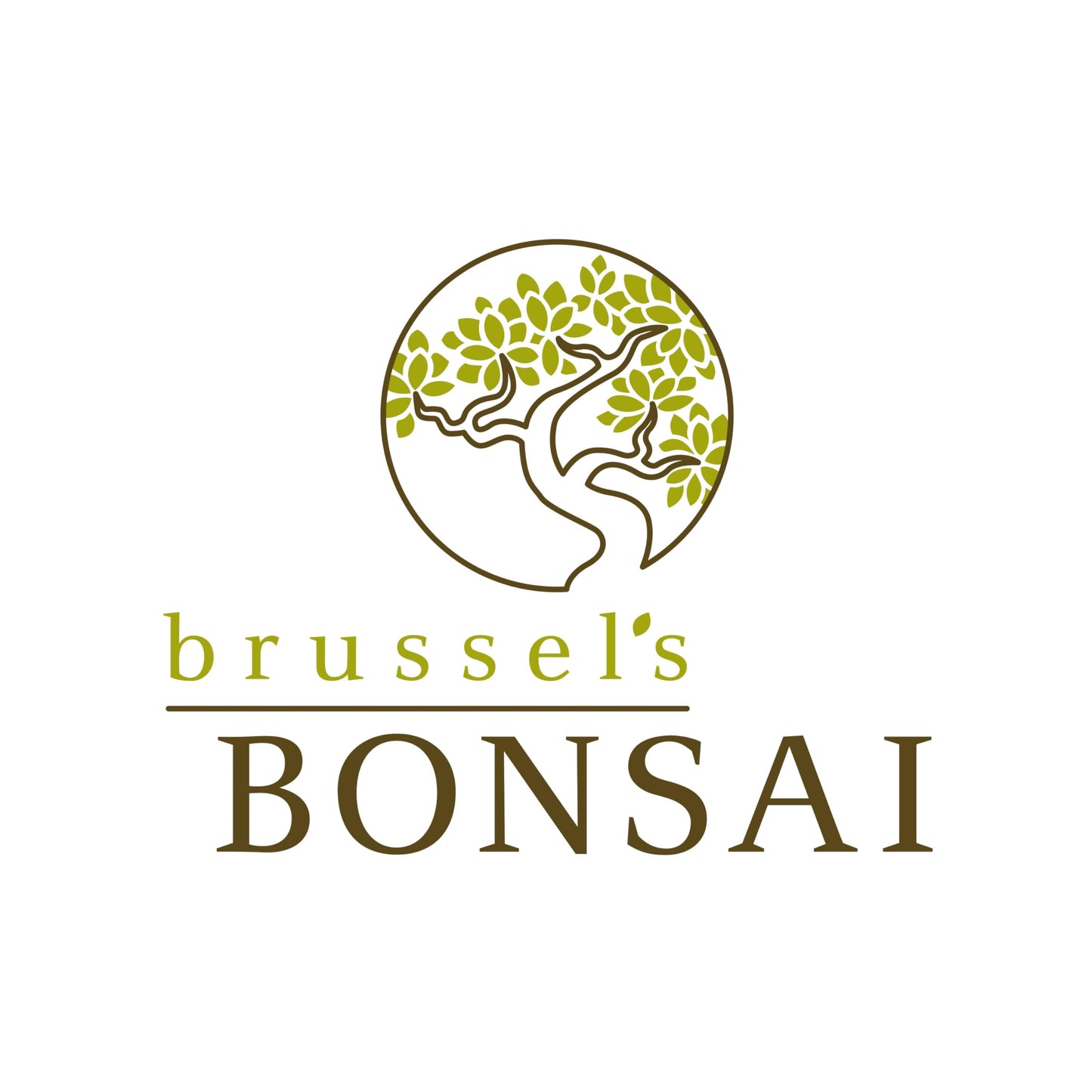 Brussel's Bonsai - Live Green Mound Juniper Bonsai Tree with Rock Pot and Bonsai Tray, Outdoor Bonsai Tree Live Plant, 5 Years Old, 6-10 Inches Tall, Easy Care Bonsai for Patio Garden (Medium)