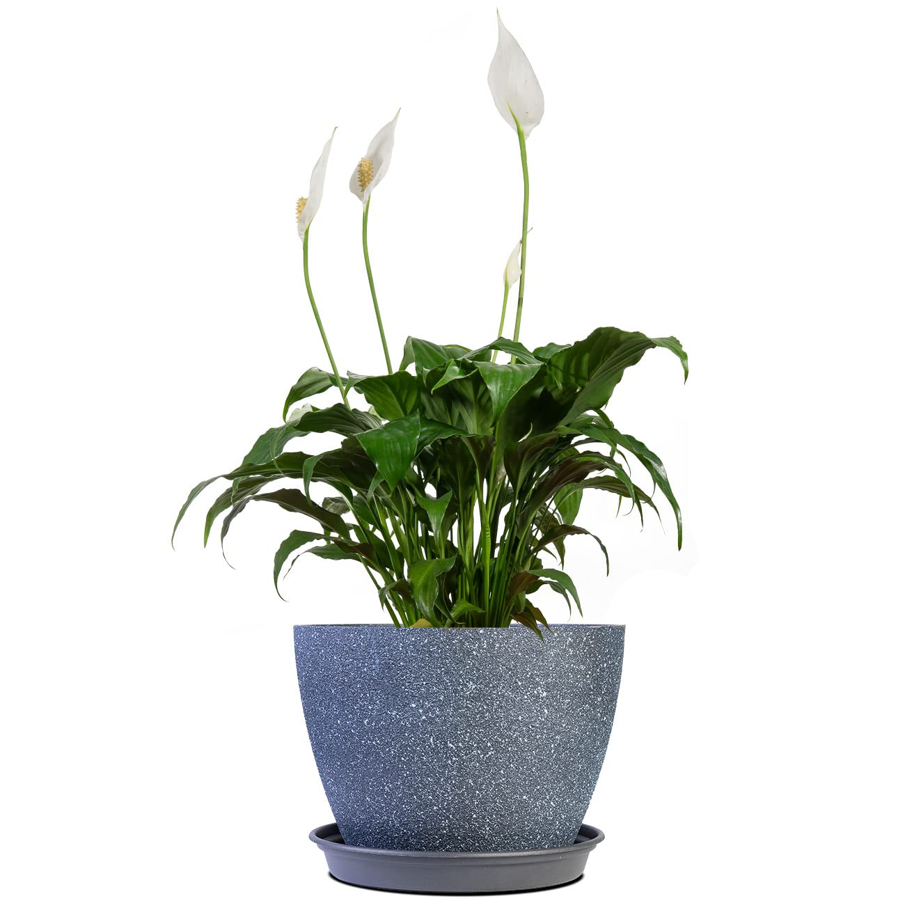PERFECT PLANTS Peace Lily 6in in Midnight Blue Décor Pot | Spathiphyllum | 15in. Tall | Easy Care Houseplant | Perfect for Moderate to Bright Light Conditions | Air Purifying