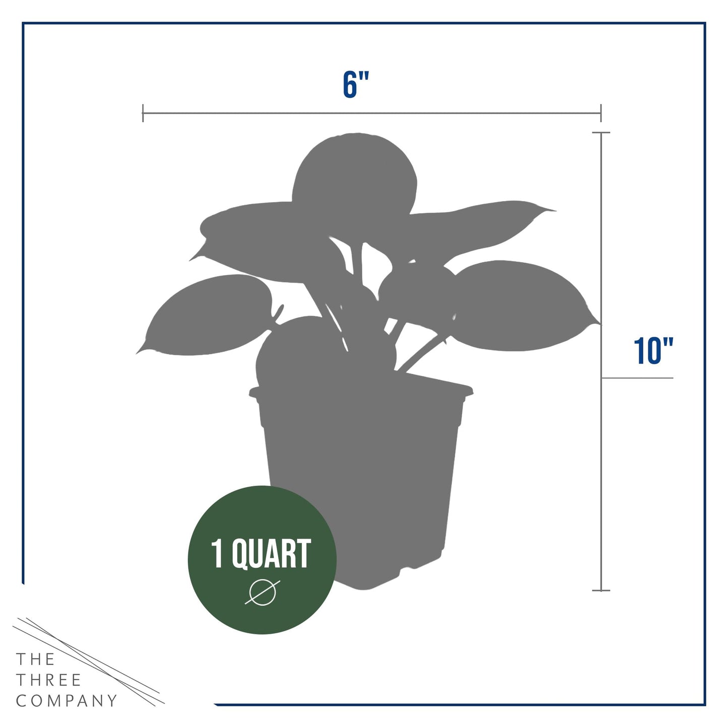 Live Perennial Hosta - Patriot (3 Plants Per Pack) Beautiful Accent Plant, 10" Tall by 4" Wide in 1 Qt Pot