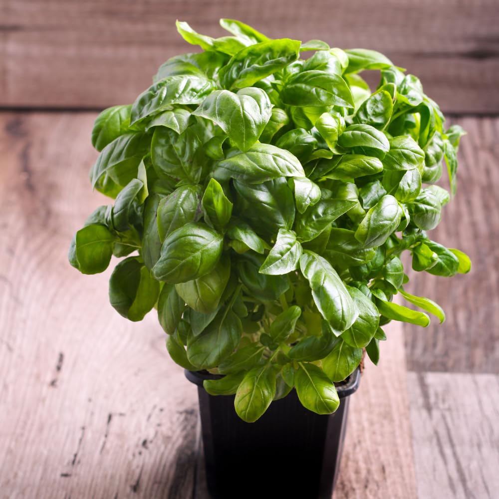 Sweet Basil Plant, 4-6" Basil Plants Live for Planting Outdoor Indoor Garden, Fragrant Herb Plants, 2 Plants Each 4" Pot