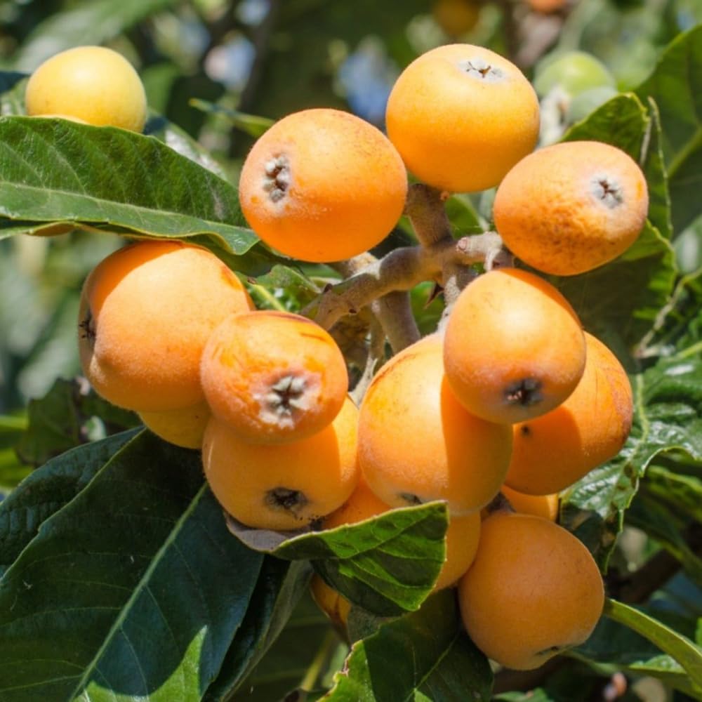 Loquat Fruit Tree 5-9" Tall, 4" Pot, Well-Rooted Loquat Plant for Garden and Orchard Planting