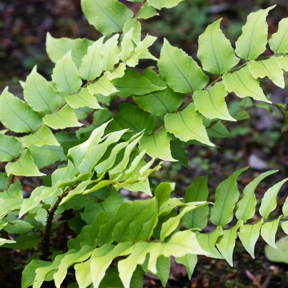 Holly Fern Plants Live Houseplants, Ferns Live Plants Indoor Plants Live Houseplants, Live Fern Plant Low Light House Plants Indoors Live Outdoor Plants and Flowers, House Plant by Plants for Pets