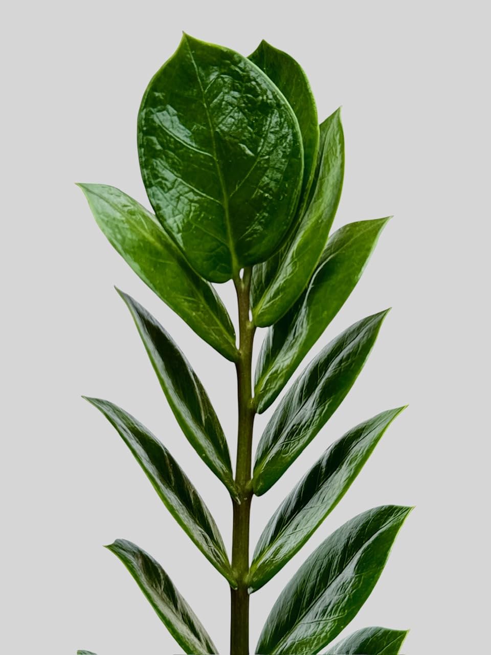 ZZ Plant in 6-inch Pot, Green Zamioculcas Zamiifolia, Indoor Air Purifying Plant for Home and Office Decor (1)