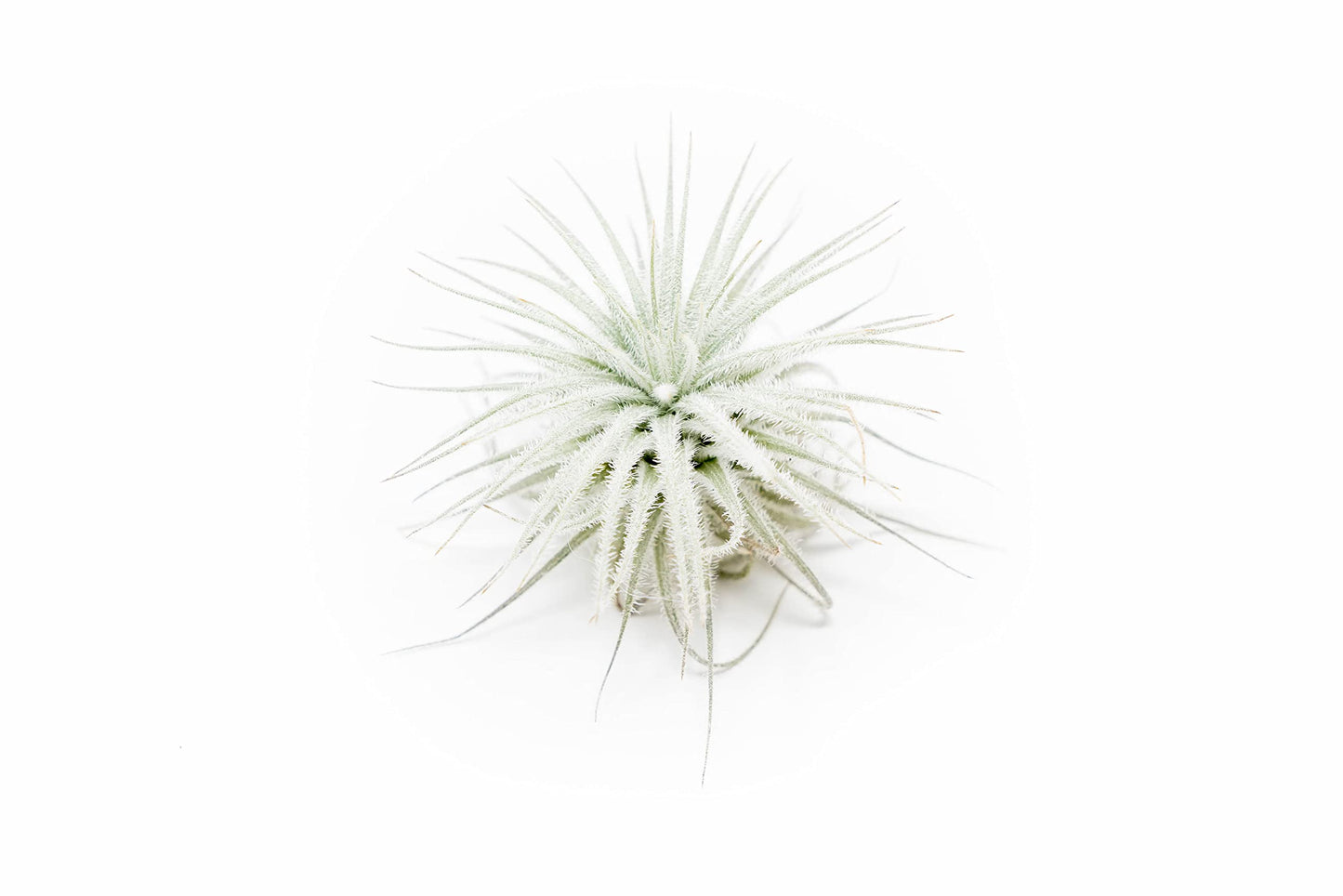 3 PCs Small Tectorum Ecuador Air Plant - Live Tillandsia Succulent House Plants - Available in Wholesale and Bulk - Home and Garden Decor - Easy Care Indoor/Outdoor Air Plant