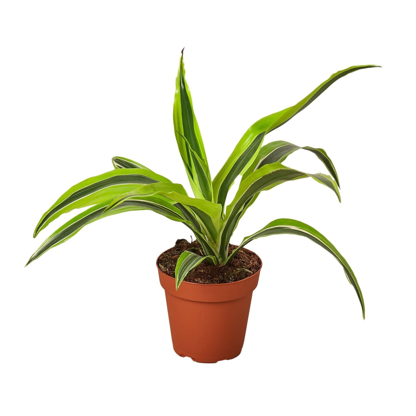 Dracaena Deremensis 'Lemon Surprise' | Live Plant for Indoor & Outdoor | for Living Room, Office, Bathroom | (4" Pot)