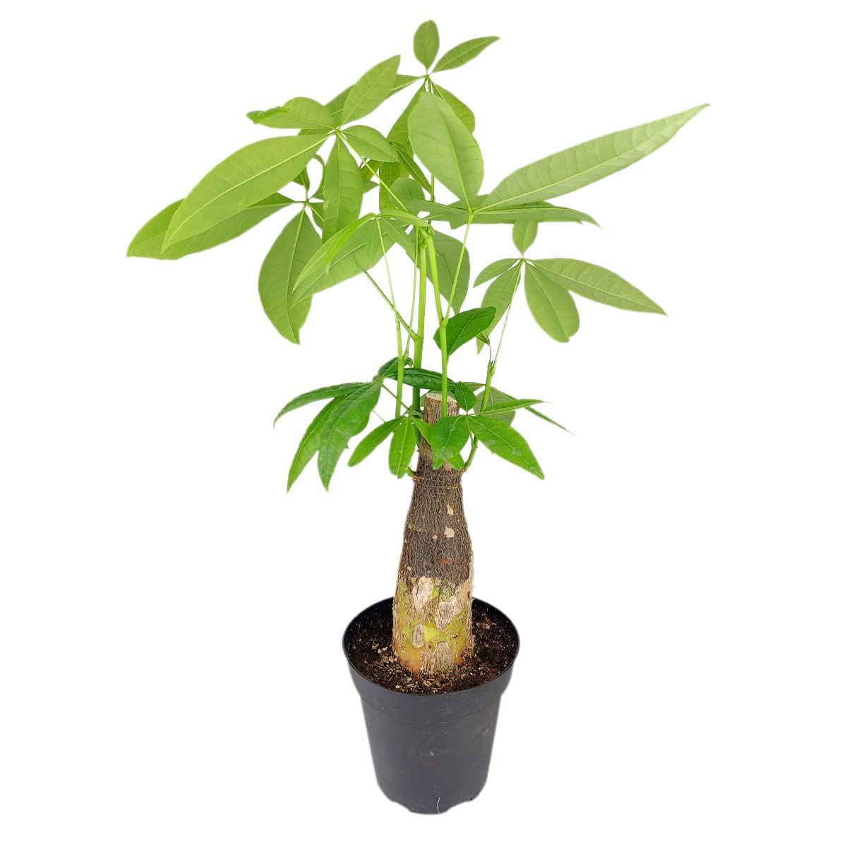 Pachira Stump Money Tree (4" Grower Pot) - Air Purifying and Live Healthy Houseplant - Easy to Grow, Easy to Care Indoor Houseplant