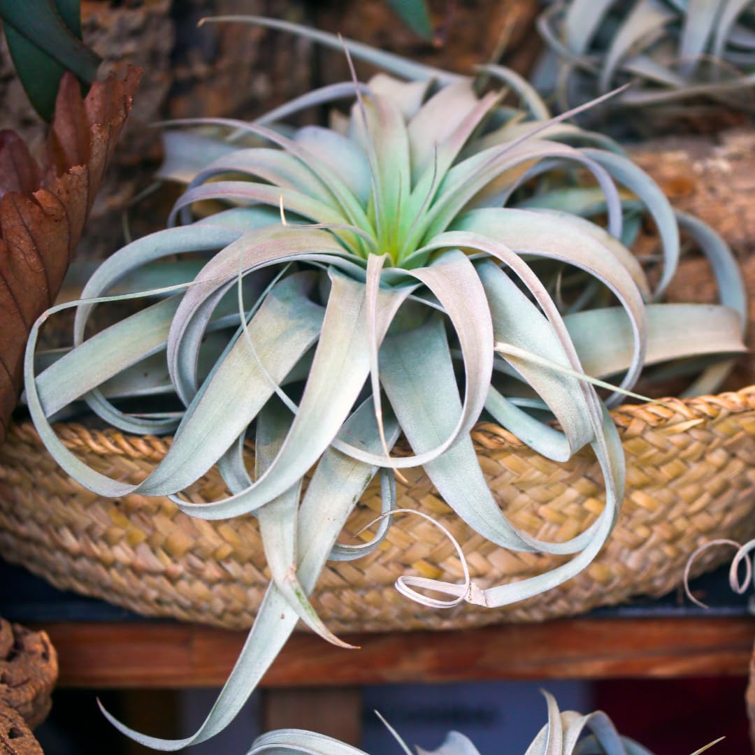 XL Xerographica Air Plants, Live Tillandsia House Plant, 5"-7" Wide, The King of Tillandsias, Easy Care Indoor and Outdoor, Great Gift, Healthy Arrival Guaranteed
