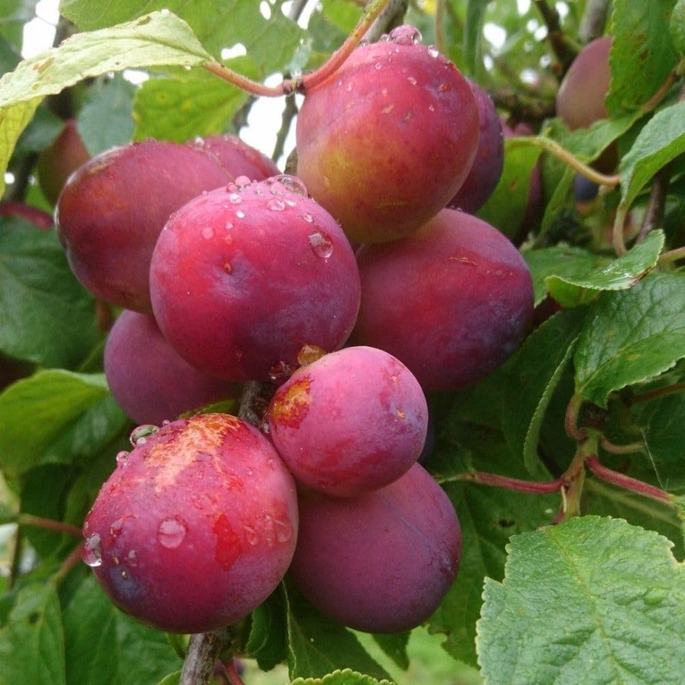 Methley Plum Tree 2-3 Feet Tall in 3 Gallon Pot, Red Purple Plum Plant Live, Hardy PlumsTrees for Planting Outdoor Garden, No Ship to CA