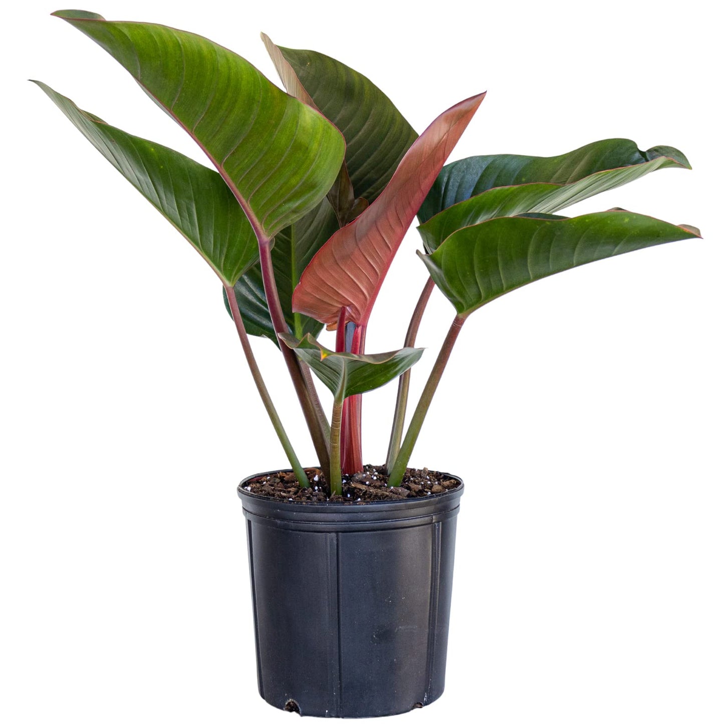 United Nursery Philodendron Red Congo 28-32 inches Tall Live Indoor Plant 10 inch Plant Pot Bold Green Foliage with Striking Red Stems Air Purifying Floor Plant for Office and Home Decor