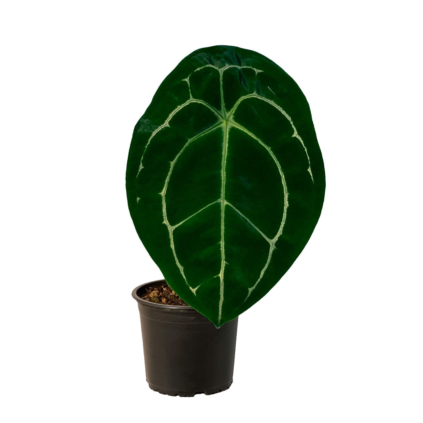 LEAL PLANTS ECUADOR Anthurium Forgetii Silver,Live Indoor, Rare Plant, and Low Maintenance Houseplant Perfect for Home Decor, Unique Gift for Plant Lover