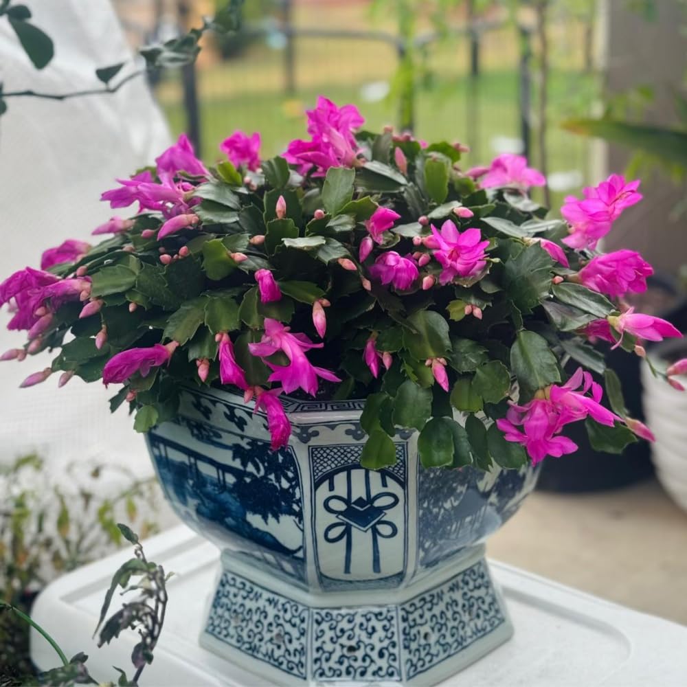 Christmas Cactus Plants Live, Flowering Thanksgiving Cactus with Vibrant Blooms, 4-7'' Tall, Easy-Care Indoor Houseplant (Purple Blooms)