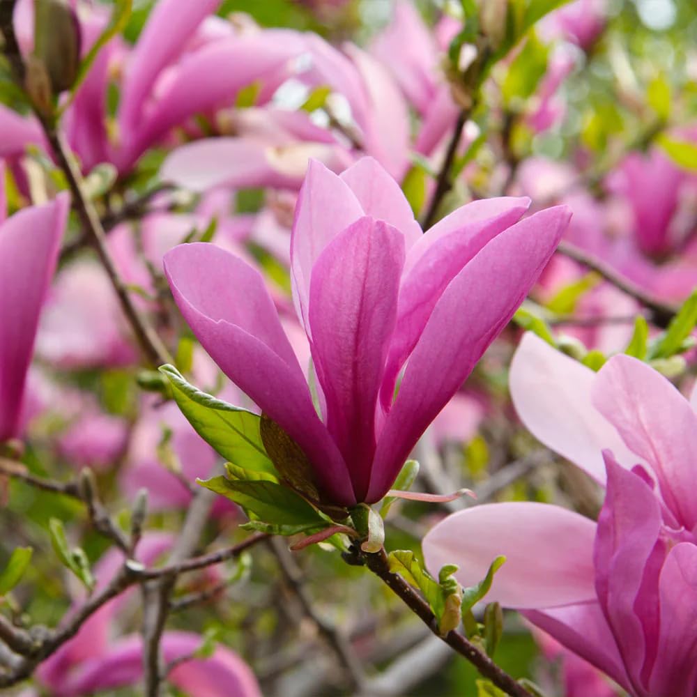 Ann Magnolia Plant Live, 6-12 Inch Tall, Magnolia Tree in 2.5” Pot, Flowering Ornamental Tree