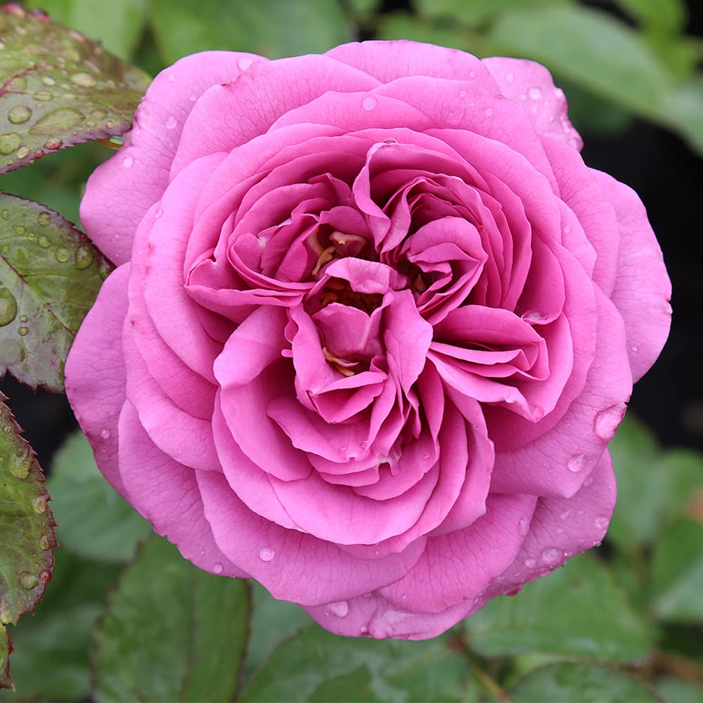 Heirloom Floribunda Roses, Live Own Root Plant for Outdoor Garden, Sunbelt® Plum Perfect, Moderately Fragrant, Hardiness Zones: 5-9, Continual Blooming