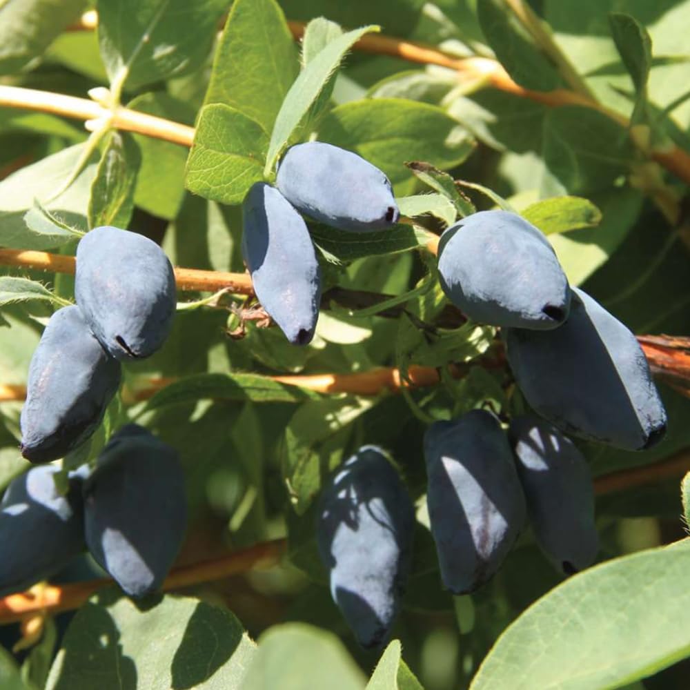 Haskap Live Plant, Sweet Fruit Berry Starter Plant, 4-6" Tall Honeyberry Plants, Haskap Fruit Plants for Outdoor Garden