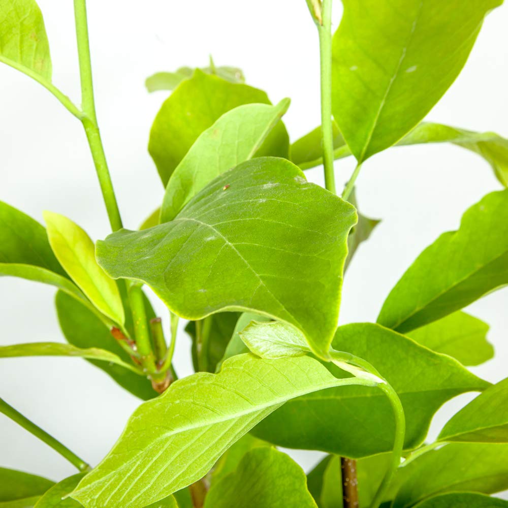 Perfect Plants Ann Magnolia Live Plant, 1 Gallon, Includes Care Guide