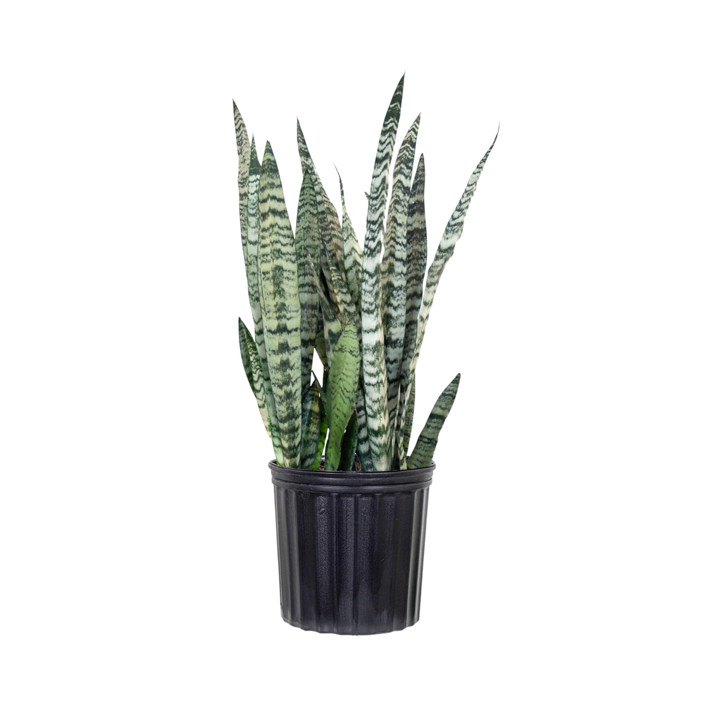 Live Snake Plant by United Nursery, Sansevieria Zeylanica 20-25" inches Tall in 10 inch Plant Pot, Easy Care Indoor House Plant for Office or Home Decor