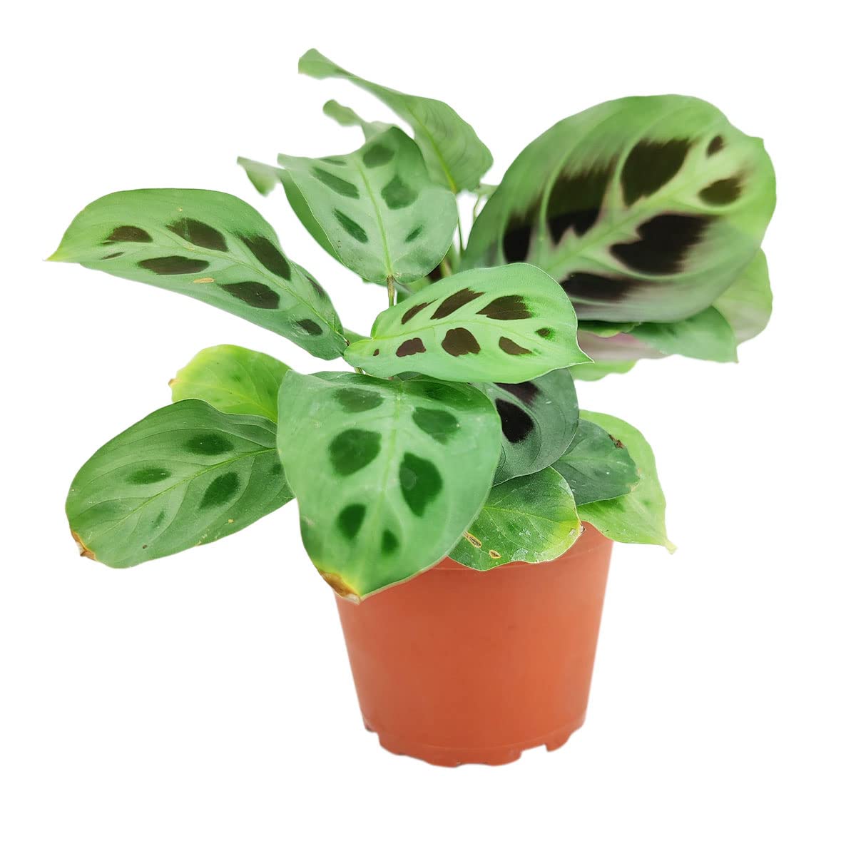 Maranta Green Prayer Plant - Maranta Leuconeura 4'' | Easy to Grow Houseplant | Live Healthy Houseplant for Home Office Decoration (4'' + Plastic Pot)