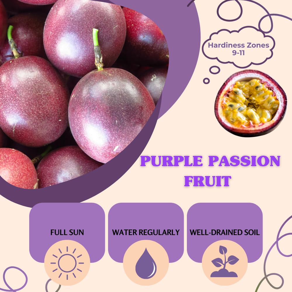 Purple Passion Fruit Live Plant, Passion Fruit Plant Live, Cold Hardy, 1-2 Feet in Height, 1 Gallon Pot for Outdoor Gardening
