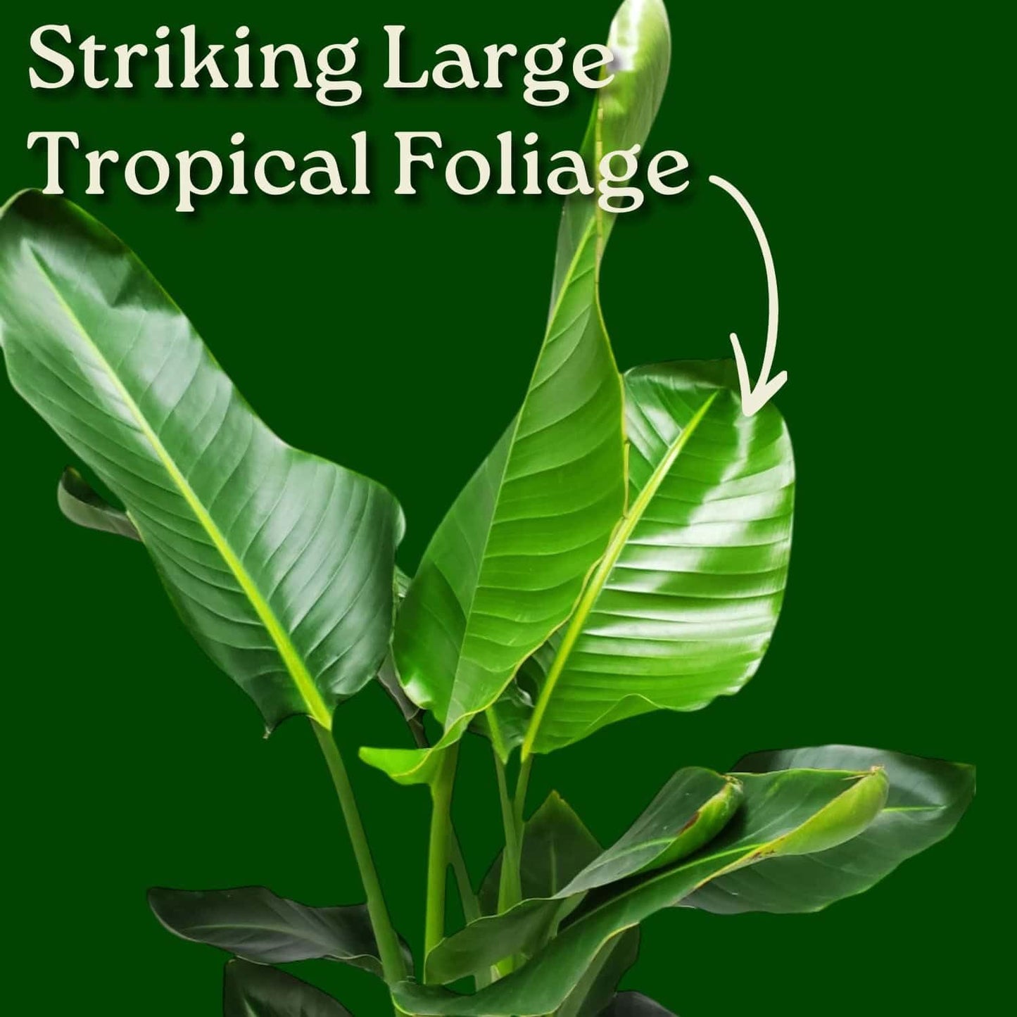 Tropical Plants of Florida White Bird of Paradise Live Plant - 3 Gallon 30 to 36 Inch Tall Indoor Outdoor Tropical Foliage Plant Large Strelitzia Nicolai Houseplant