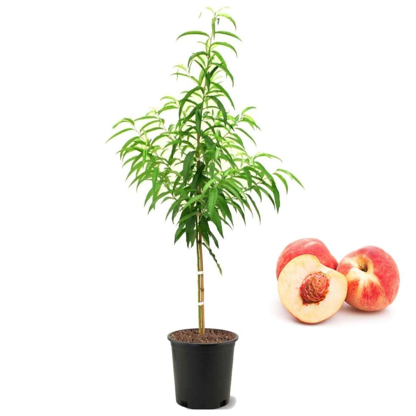 American Plant Exchange Peach Tree 'Belle of Georgia' – 5-Gallon Pot – Live Fruit-Bearing Tree, Cold-Hardy, Sweet & Juicy White Peach Harvest for Home Orchards, Gardens & Edible Landscapes