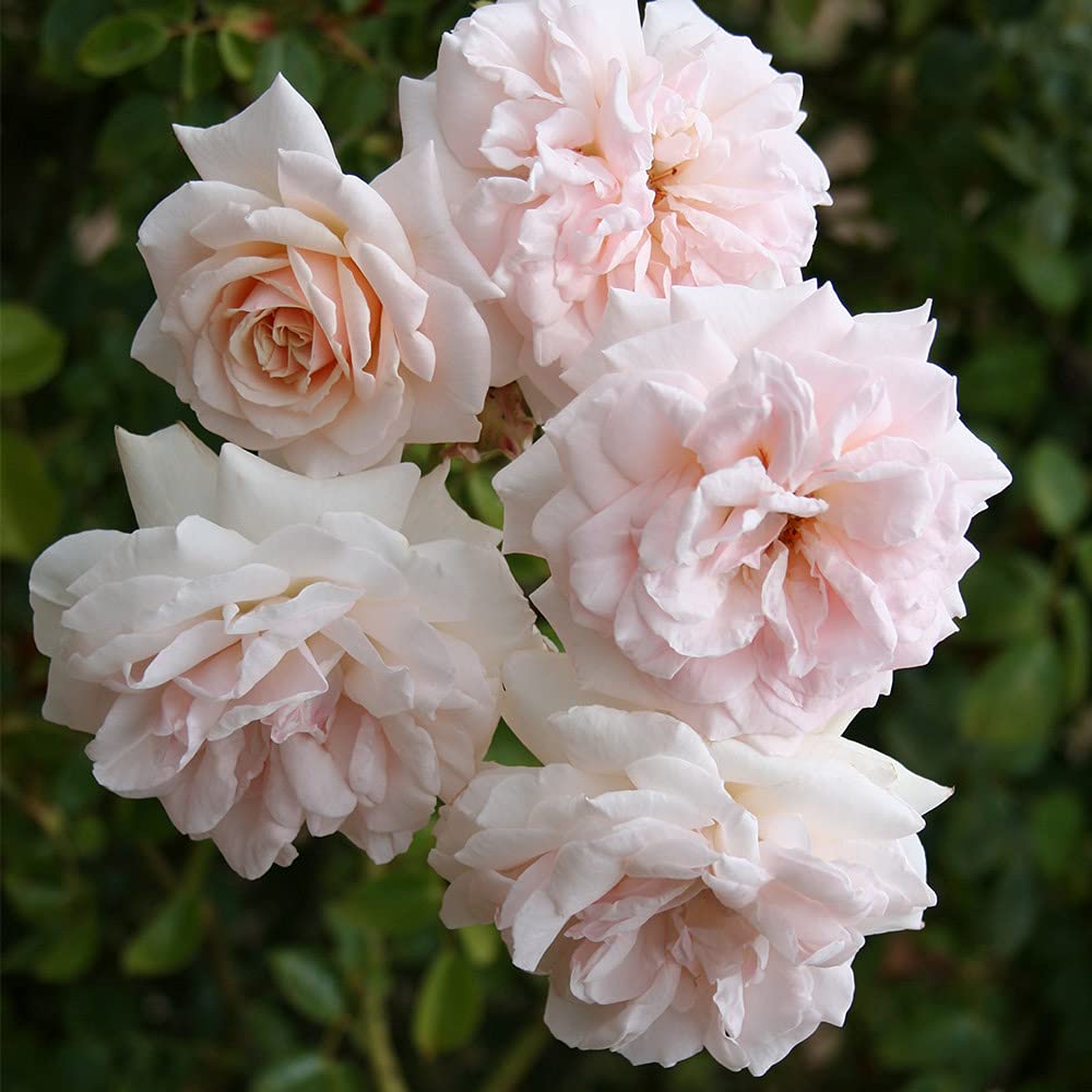 Heirloom Roses Rose Plant - Penny Lane™ Apricot Rose Bush, English Legend Live Plant for Planting Outdoors
