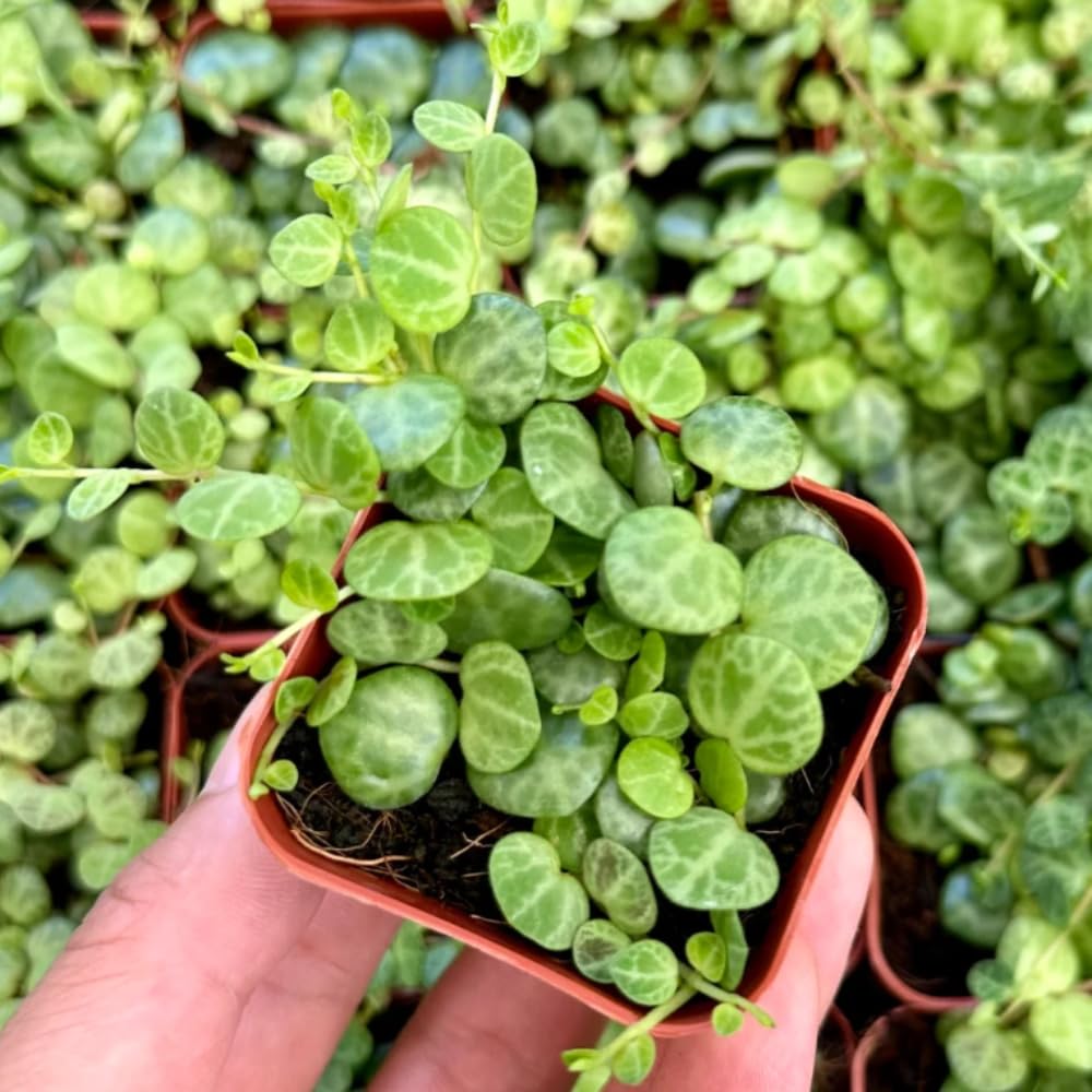 String of Turtles Plant Live, Succulent Trailing Vine, Indoor Houseplant Live in Pot