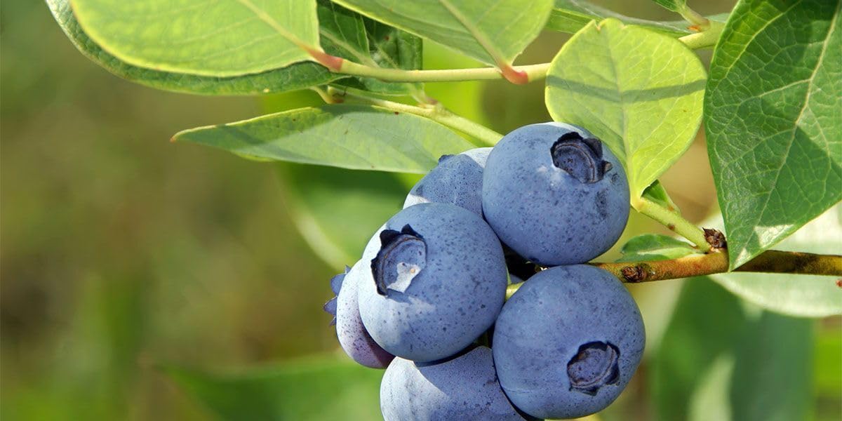 Live Plant - Jersey Northern Highbush Blueberry Bush/Shrub - 10-12" Tall - 2 Year Old Plant