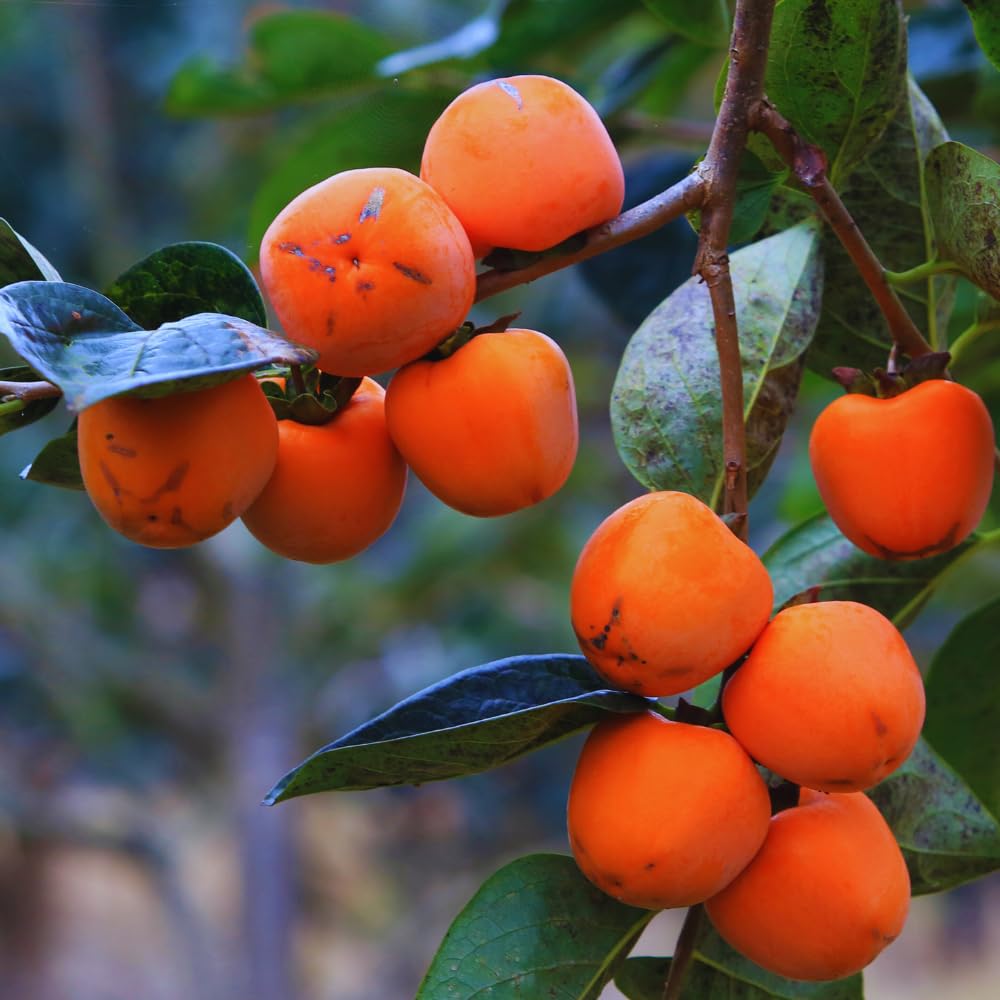Persimmon Tree Live Plant, 6 to 12 Inches Tall Size Plant, Quart Pot, Dormant in Winter