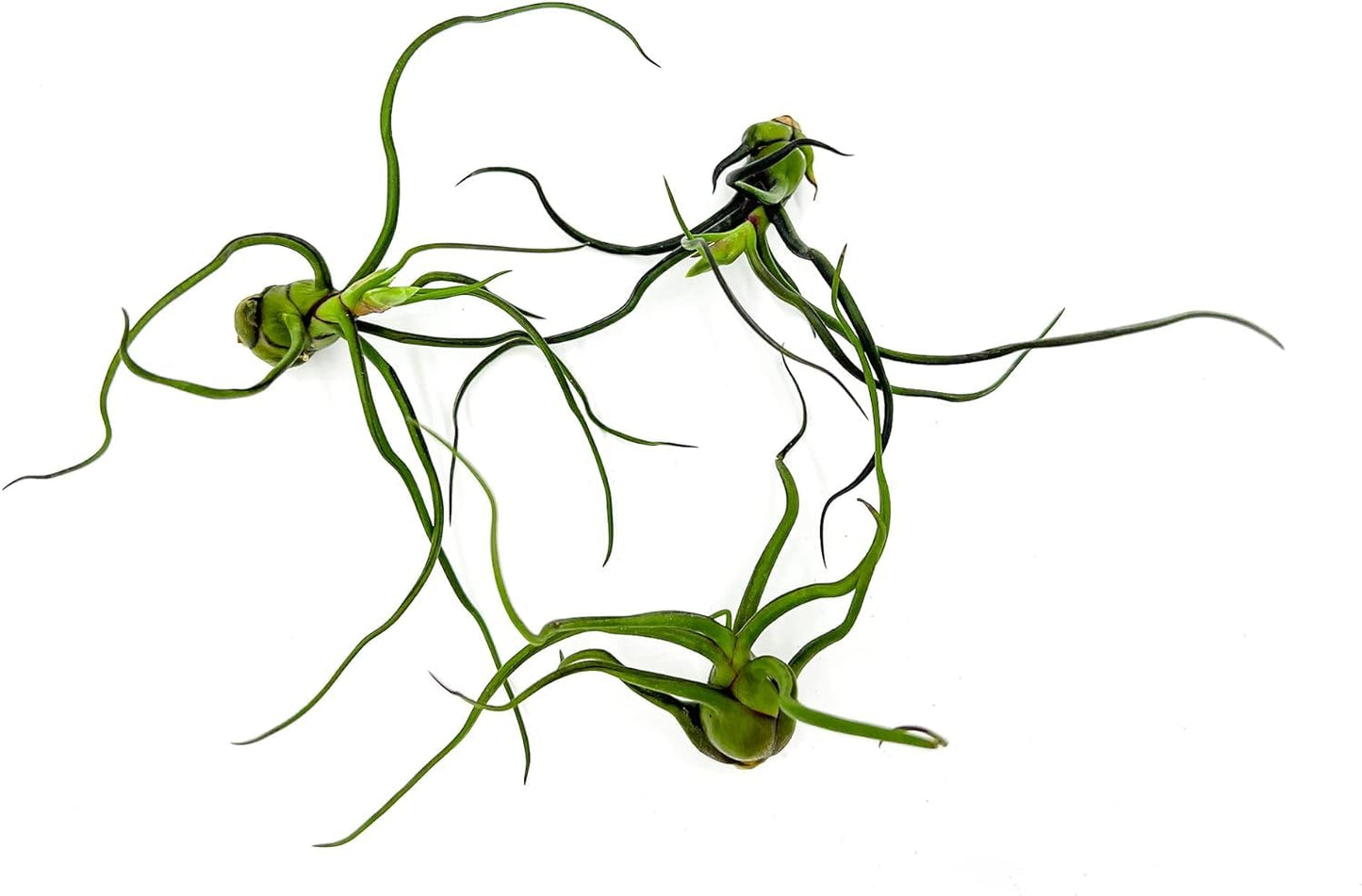 ragnaroc Air Plants - Flowering Tillandsia Bulbosa Guatemala, Large 3-5" - 3ct - Live Arrival Guaranteed - House Plants for Home Decor & Gift
