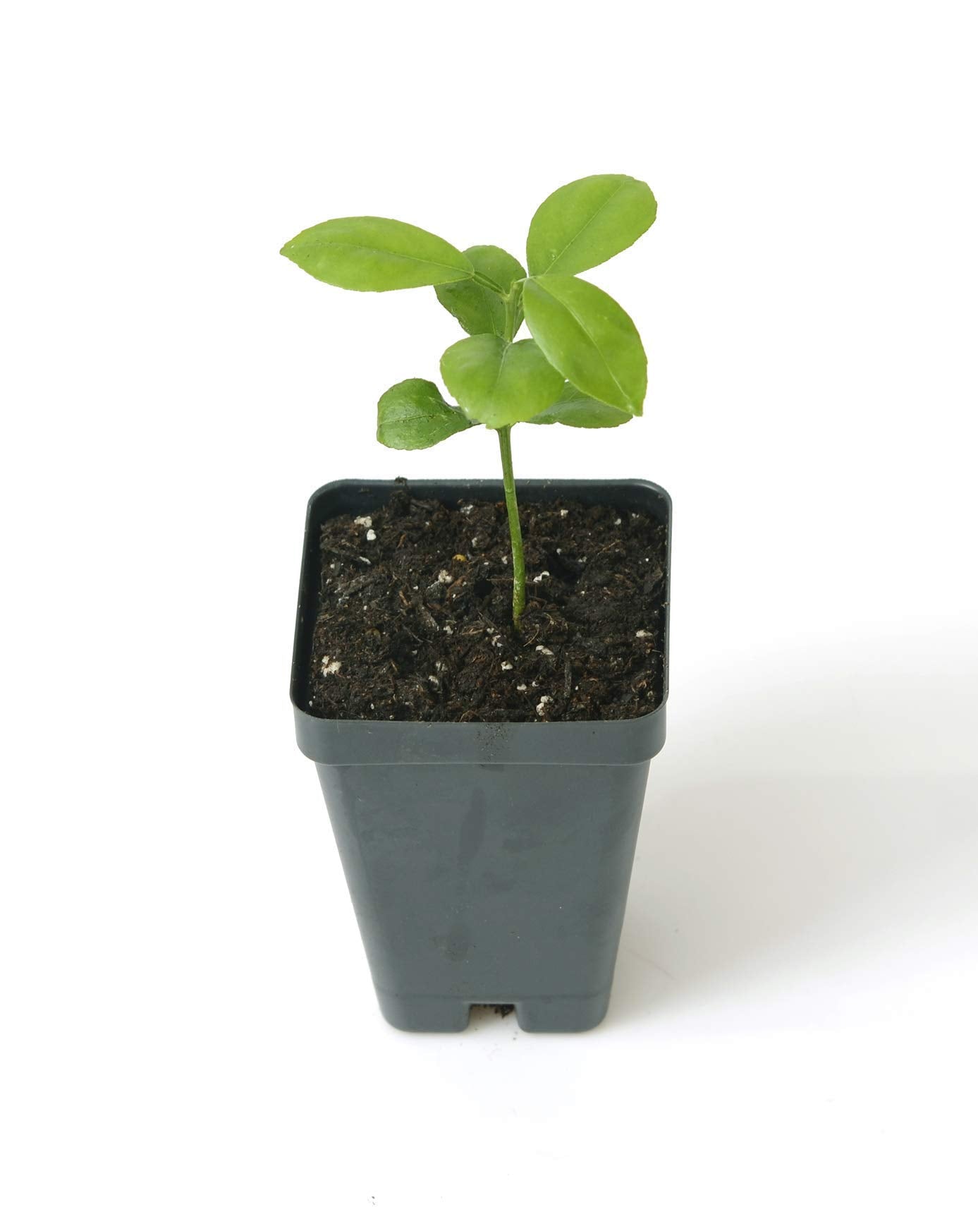 Yuzu Citrus Tree Starter Plant. Citrus Junos. 3" - 5"