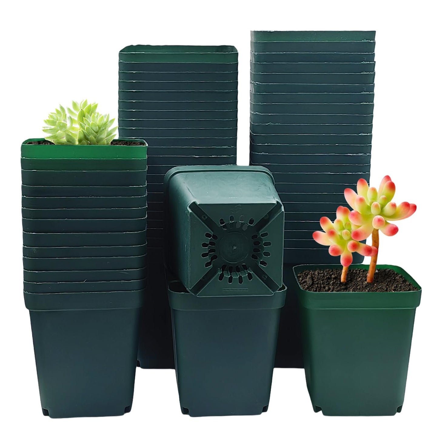 RooTrimmer Square Nursery Succulent Pots 4 Inches 60 Pcs Deep Flower Plant Nursery Seedling Grow Pots Plastic with Drainage (Green, 4Inches, 60Pcs)