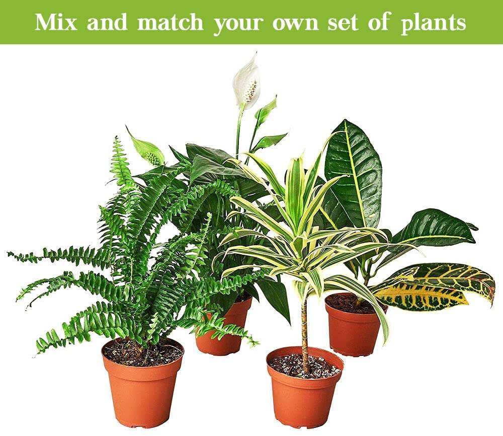 Zebra Aphelandra Live Plant for Indoor | Different Houseplants in 4'' & 6'' Pot | Real House Plant for Living Room, Office, Desk & Bathroom | Zebra Plant | Aphelandra squarrosa