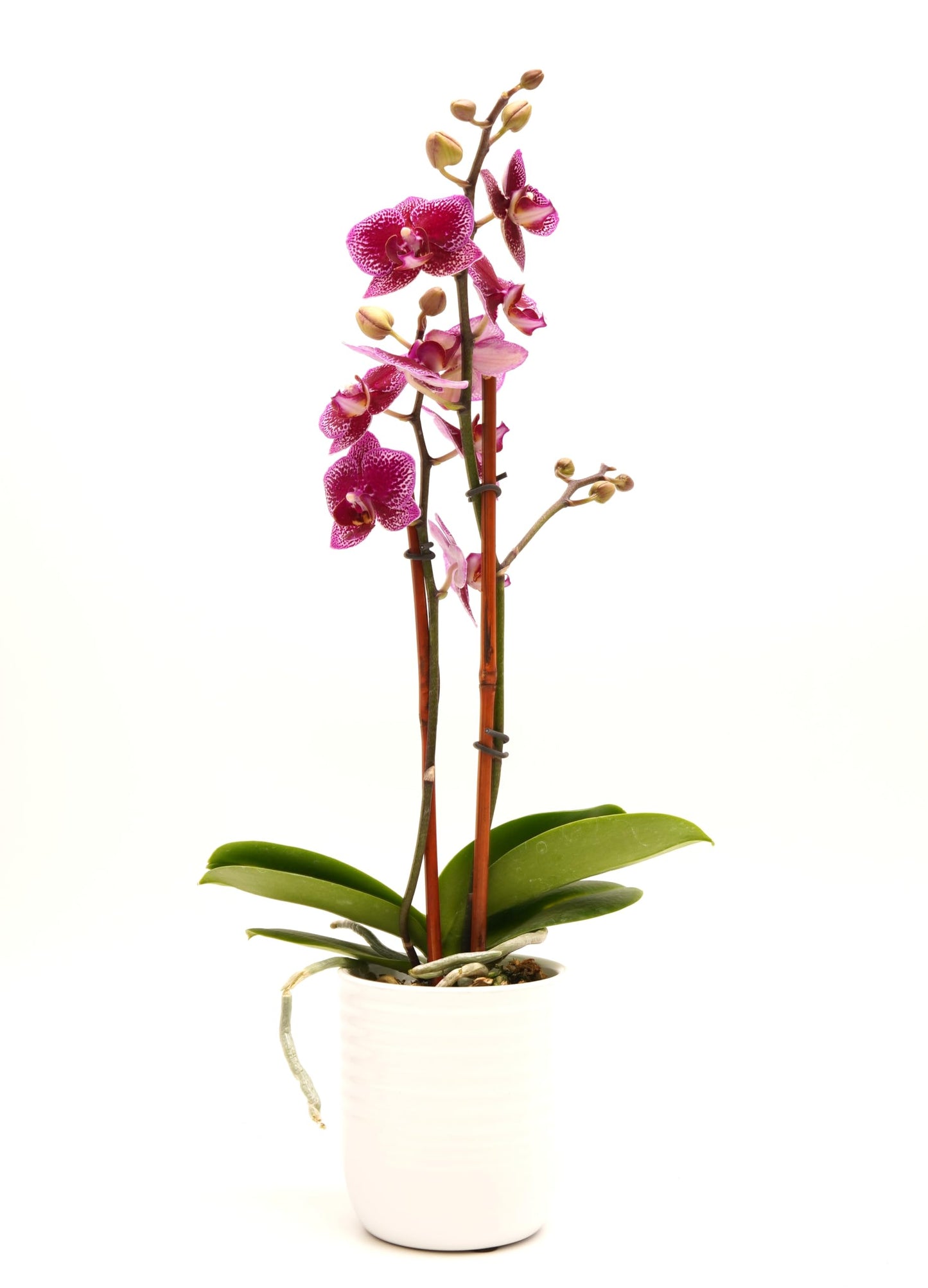 DecoBlooms Premium Purple 3” Orchid Live Indoor Plant (Modern Pot Included) – Grown in the USA - Fresh Flowering Home Decor Delivery for Birthday, Anniversary, Sympathy, Wedding, Mother's Day