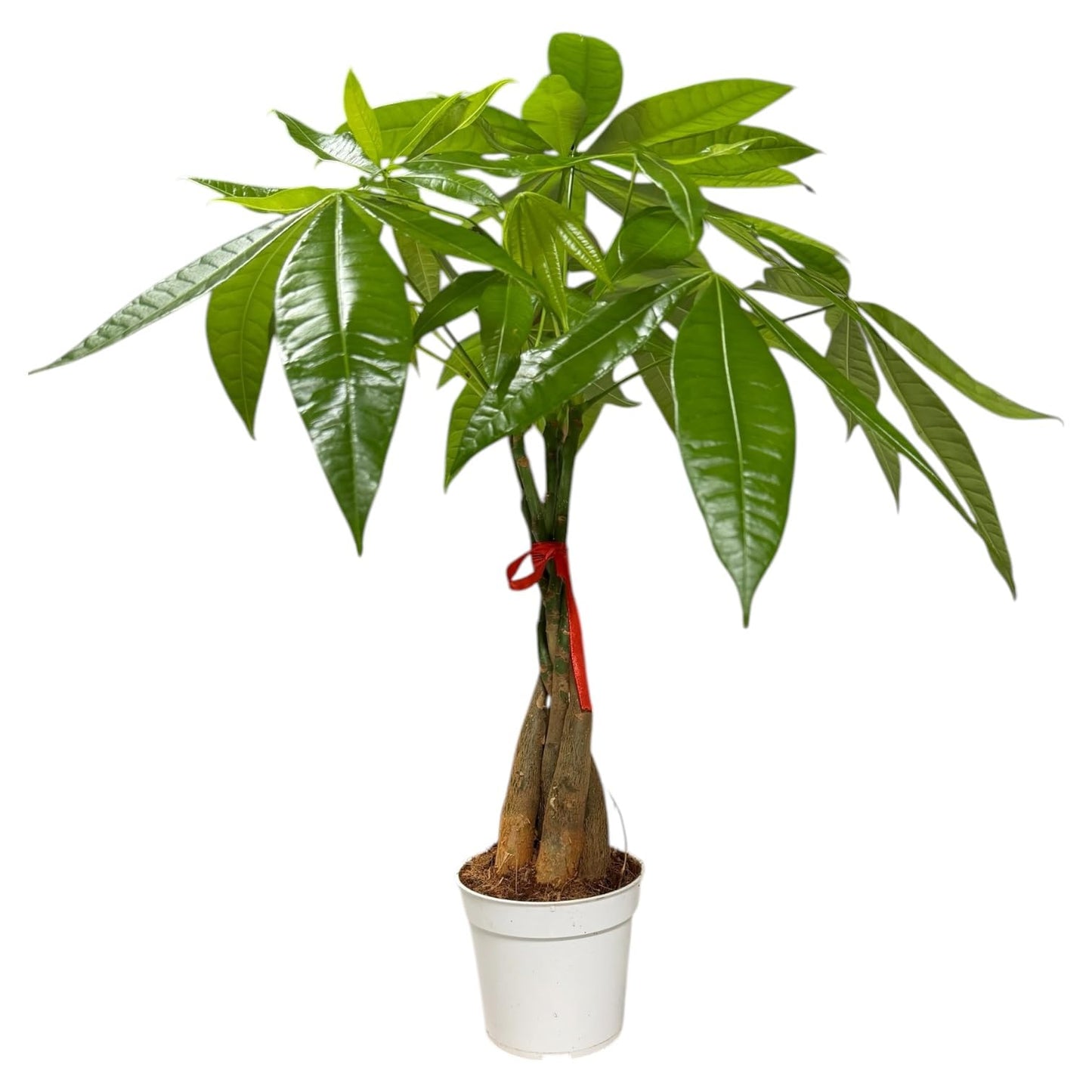 Hopewind Plants Shop Money Tree Live Indoor Plant | 14-22 Inches Tall Bonsai | Easy to Grow Houseplant | Home, Office, or Room Decor | Birthday, Housewarming Gift in 4 Inch Pot