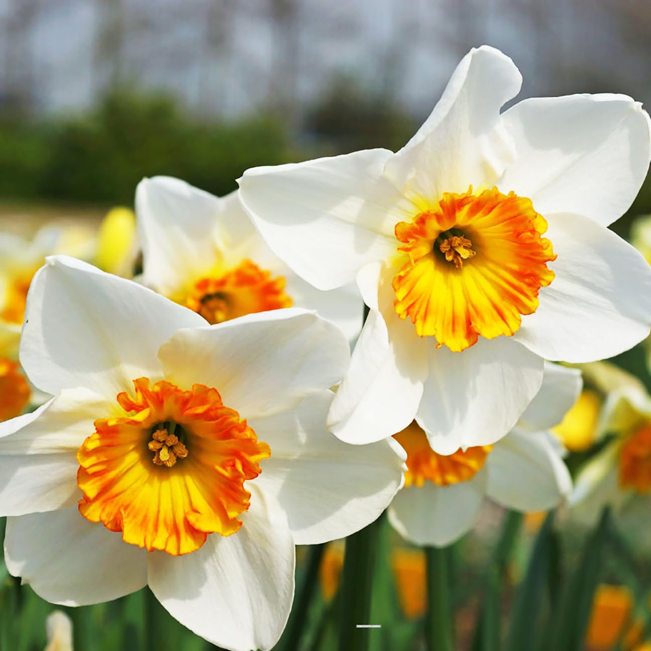 5 Jersey Lace Narcissus Bulbs - Top Size Daffodil Bulbs
