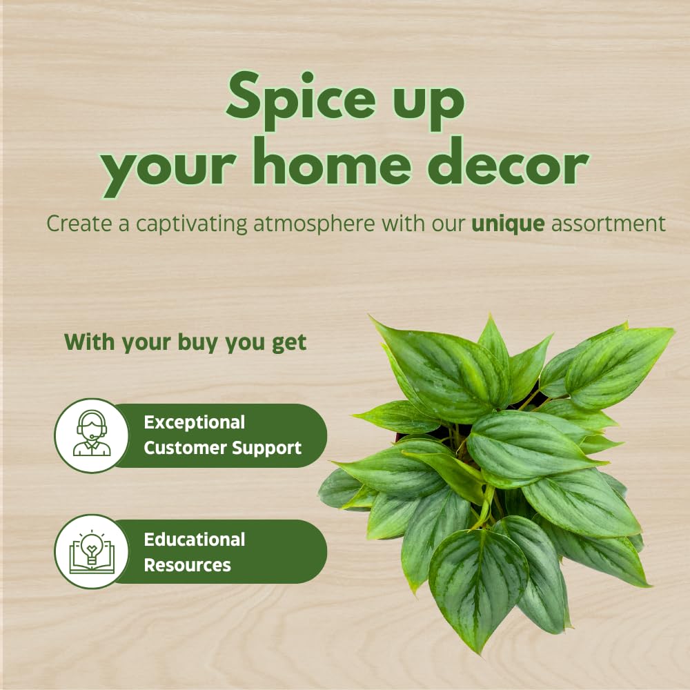 BubbleBlooms Philodendron Assortment Set, 4 inch pots, Set of 3, Indoor Houseplants Grower's Choice Variety